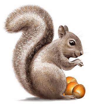 Squirrel with acorns